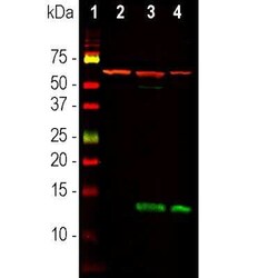 FABP7/B-FABP Antibody, Novus Biologicals 100 &mu;g; Unconjugated:Antibodies,