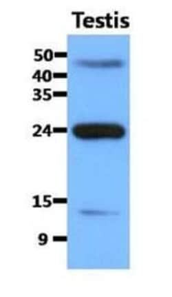 FABP9/T-FABP Antibody (13F9) - BSA Free, Novus Biologicals:Antibodies:Primary