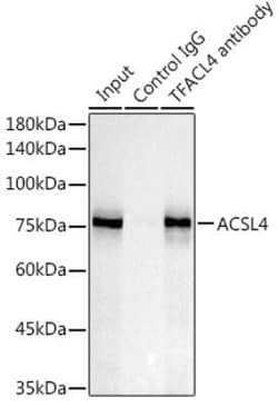 FACL4 Rabbit anti-Human, Mouse, Rat, Clone: 3I8D10, Novus Biologicals 100