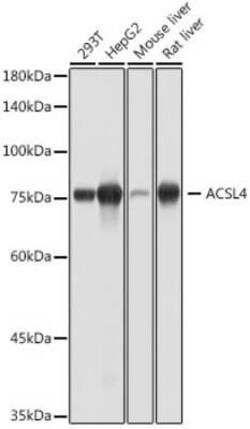 FACL4 Rabbit anti-Human, Mouse, Rat, Clone: 3I8D10, Novus Biologicals 100