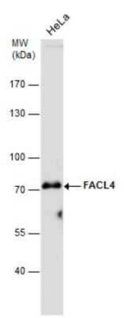 FACL4 Antibody (GT186), Novus Biologicals 100 &mu;g | Buy Online | Novus Biologicals | Fisher Scientific