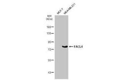 FACL4 Antibody (HL229), Novus Biologicals 100 &mu;g; Unconjugated:Antibodies,
