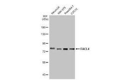 FACL4 Antibody (HL229), Novus Biologicals 100 &mu;g; Unconjugated:Antibodies,
