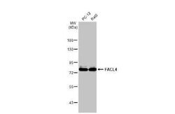 FACL4 Antibody (HL229), Novus Biologicals 100 &mu;g; Unconjugated:Antibodies,
