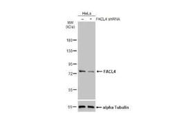 FACL4 Antibody (HL229), Novus Biologicals 100 &mu;g; Unconjugated:Antibodies,