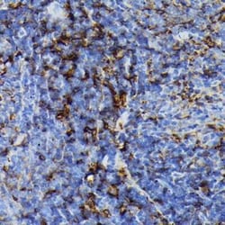 FADD Rabbit anti-Human, Mouse, Rat, Clone: 3X9R6, Novus Biologicals 20 &mu;g | Buy Online | Novus Biologicals | Fisher Scientific