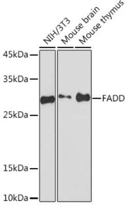 FADD Rabbit anti-Human, Mouse, Rat, Clone: 3X9R6, Novus Biologicals 20 &mu;g | Buy Online | Novus Biologicals | Fisher Scientific