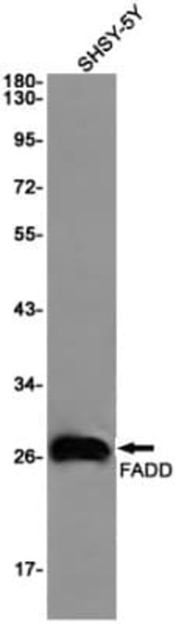 FADD Antibody (S05-1K1), Novus Biologicals 100 &mu;g; Unconjugated:Anticuerpos