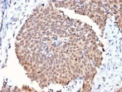 FAF1 Antibody (CPTC-FAF1-2) - Azide and BSA Free, Novus Biologicals 100