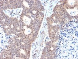 FAF1 Antibody (CPTC-FAF1-2) - Azide and BSA Free, Novus Biologicals 100