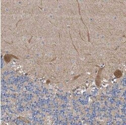 FAK Antibody, Novus Biologicals 25 &mu;L; Unconjugated:Antibodies, Polyclonal