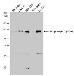 FAK, p Tyr576 Antibody, Novus Biologicals 100 μg; Unconjugated:Antibodies,