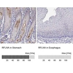 FAM101A Antibody, Novus Biologicals 25ul; Unconjugated:Antibodies, Polyclonal