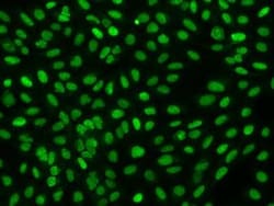 FAM111B Antibody, Novus Biologicals:Antibodies:Primary Antibodies