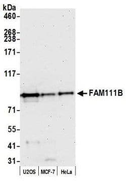 FAM111B Rabbit anti-Human, Polyclonal, Novus Biologicals 100 &mu;L; Unconjugated:Antibodies,