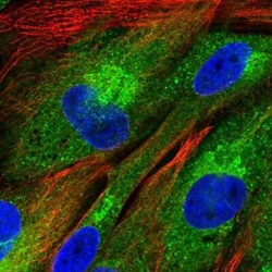 FAM114A1 Antibody, Novus Biologicals:Antibodies:Primary Antibodies