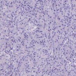 FAM124B Antibody, Novus Biologicals:Antibodies:Primary Antibodies