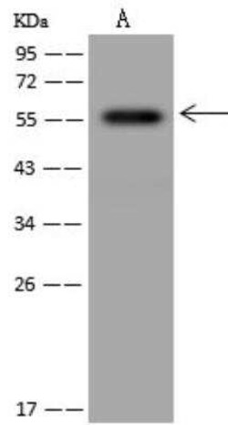 FAM126A Antibody, Novus Biologicals 50 &mu;g | Buy Online | Novus Biologicals | Fisher Scientific
