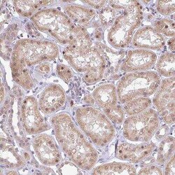 FAM153A Antibody, Novus Biologicals:Antibodies:Primary Antibodies