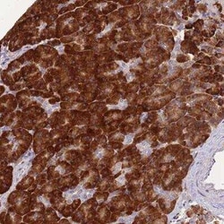 FAM153B Antibody, Novus Biologicals:Antibodies:Primary Antibodies