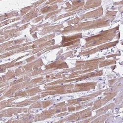 FAM153B Antibody, Novus Biologicals 25 &mu;L, Unconjugated:Antibodies,