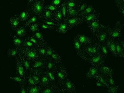 FAM155A Antibody, Novus Biologicals 50 &mu;g, Unconjugated:Antibodies,
