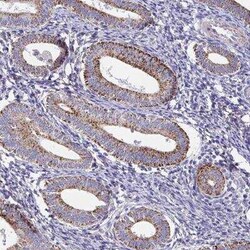 FAM156A Antibody, Novus Biologicals 25 &mu;L, Unconjugated:Antibodies,