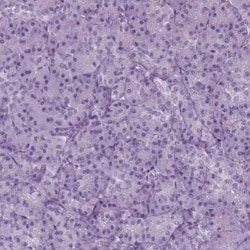 FAM164C Antibody, Novus Biologicals:Antibodies:Primary Antibodies