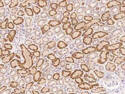 FAM173A Antibody, Novus Biologicals:Antibodies:Primary Antibodies