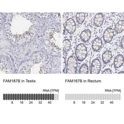 FAM187B Rabbit anti-Human, Polyclonal, Novus Biologicals 25 &mu;g; Unconjugated:Antibodies,