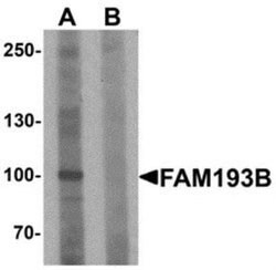 FAM193B Antibody - BSA Free, Novus Biologicals 0.1 mg; Unconjugated:Antibodies,