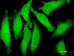 FAM206A Antibody, Novus Biologicals 0.05 mg | Buy Online | Novus Biologicals | Fisher Scientific