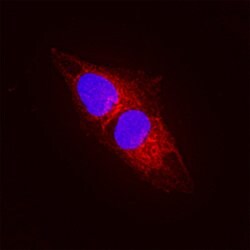 Human FAM20B Antibody, R D Systems 100 &mu;g; Unconjugated:Antibodies,