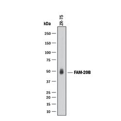 Human FAM20B Antibody, R D Systems 25 &mu;g | Buy Online | R&D Systems | Fisher Scientific