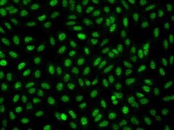 FAM212A Antibody, Novus Biologicals 100 &mu;g; Unconjugated:Antibodies,