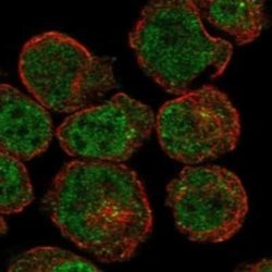 FAM212B Rabbit anti-Human, Polyclonal, Novus Biologicals 25 &mu;g | Buy Online | Novus Biologicals | Fisher Scientific