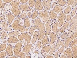 FAM213B Antibody, Novus Biologicals:Antibodies:Primary Antibodies