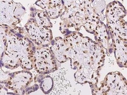 FAM217B Antibody, Novus Biologicals 100 &mu;g, Unconjugated:Antibodies,