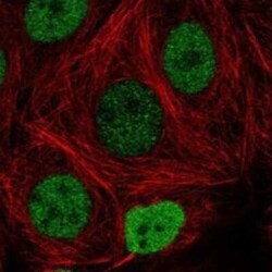 FAM240C Rabbit anti-Human, Polyclonal, Novus Biologicals 25 &mu;g | Buy Online | Novus Biologicals | Fisher Scientific