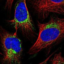 FAM36A Antibody, Novus Biologicals 0.1 mL | Buy Online | Novus Biologicals | Fisher Scientific