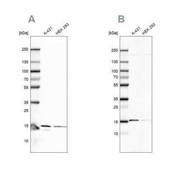 FAM36A Antibody, Novus Biologicals 0.1 mL | Buy Online | Novus Biologicals | Fisher Scientific