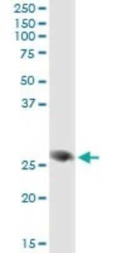 FAM3B Antibody (1E7), Novus Biologicals 0.1 mg, Unconjugated:Antibodies,