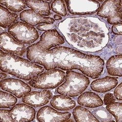 FAM46A Antibody, Novus Biologicals 0.1 mL, Unconjugated:Antibodies, Polyclonal