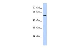 FAM46C Antibody, Novus Biologicals 100 &mu;L; Unconjugated:Antibodies,