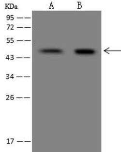 FAM46C Antibody, Novus Biologicals:Antibodies:Primary Antibodies