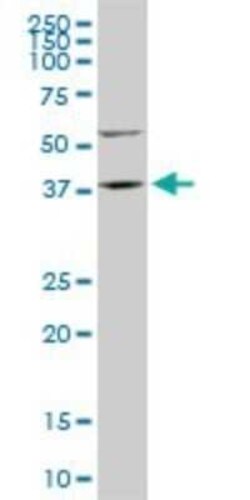 FAM50A Antibody (5F10), Novus Biologicals 0.1 mg | Buy Online | Novus Biologicals | Fisher Scientific
