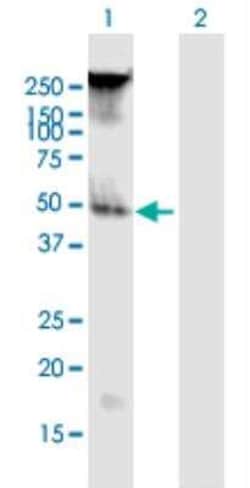 FAM55B Antibody, Novus Biologicals 50 &mu;g; Unconjugated:Antibodies, Polyclonal