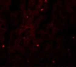 FAM59A Antibody - BSA Free, Novus Biologicals 0.1 mg | Buy Online | Novus Biologicals | Fisher Scientific