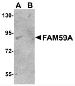 FAM59A Antibody - BSA Free, Novus Biologicals 0.1 mg | Buy Online | Novus Biologicals | Fisher Scientific