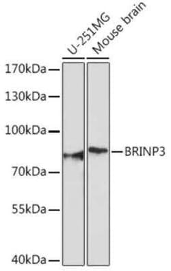 FAM5C Antibody - Azide and BSA Free, Novus Biologicals 0.1 mL; Unconjugated:Antibodies,